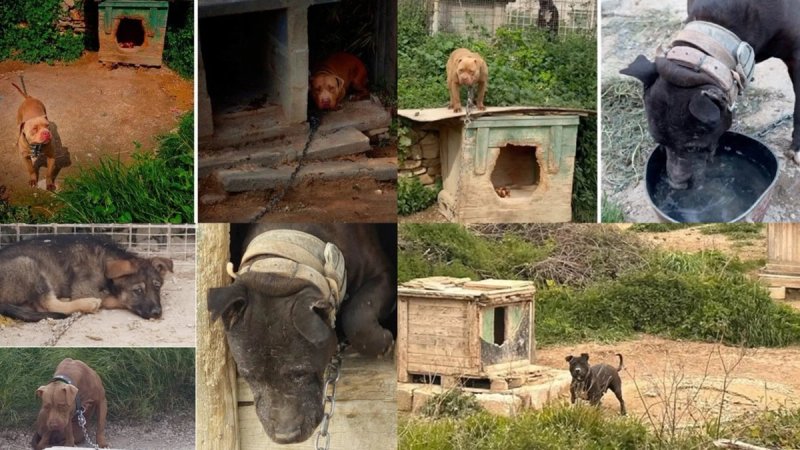 Suđenje splitskom psihijatru: 'Psi su imali po dvije, tri ogrlice na vratu, a u boksu je kuja usmrtila dva štakora'