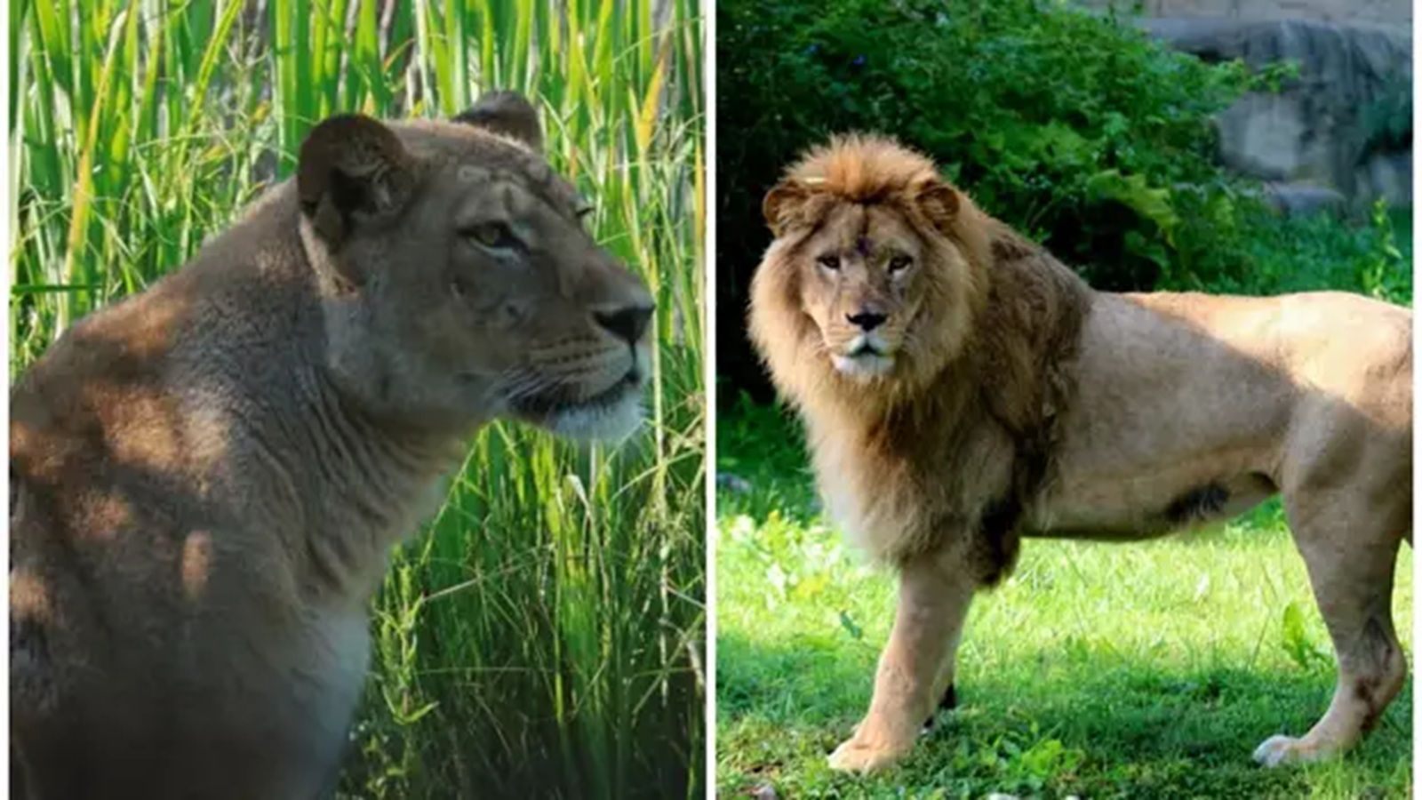 TUGA Lav ubio lavicu u ZOO vrtu u Zagrebu!