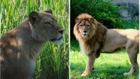 TUGA Lav ubio lavicu u ZOO vrtu u Zagrebu!