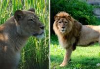 TUGA Lav ubio lavicu u ZOO vrtu u Zagrebu!