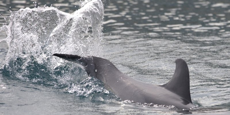 ZNANSTVENICI UPOZORAVAJU Uz hrvatsku obalu zabilježen dupin koji pokazuje neobično ponašanje