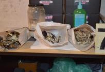 Laboratorij za halucinogene gljive, MDMA i krađa struje! Policija štošta otkrila u kući kod Lipika