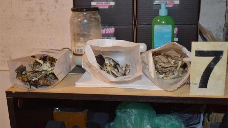 Laboratorij za halucinogene gljive, MDMA i krađa struje! Policija štošta otkrila u kući kod Lipika