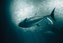 VIDEO: U moru pred Ruskamenom snimljene velike tune