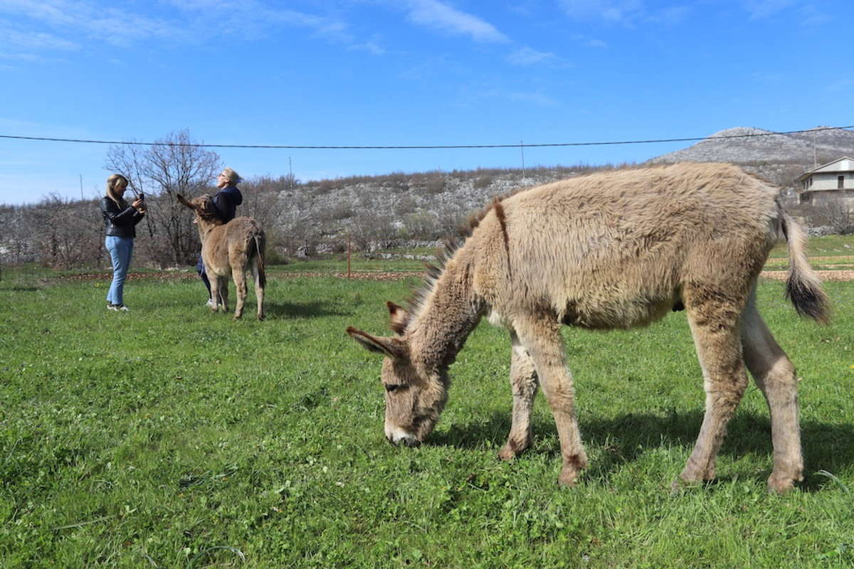Magarci | foto: Veljko Martinović