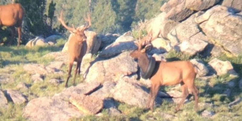 Nesretni los dvije je godine lutao naokolo noseći automobilsku gumu oko vrata