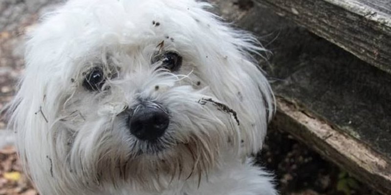 PUFFY JE PRONAĐEN Hvala svima koji su pomogli