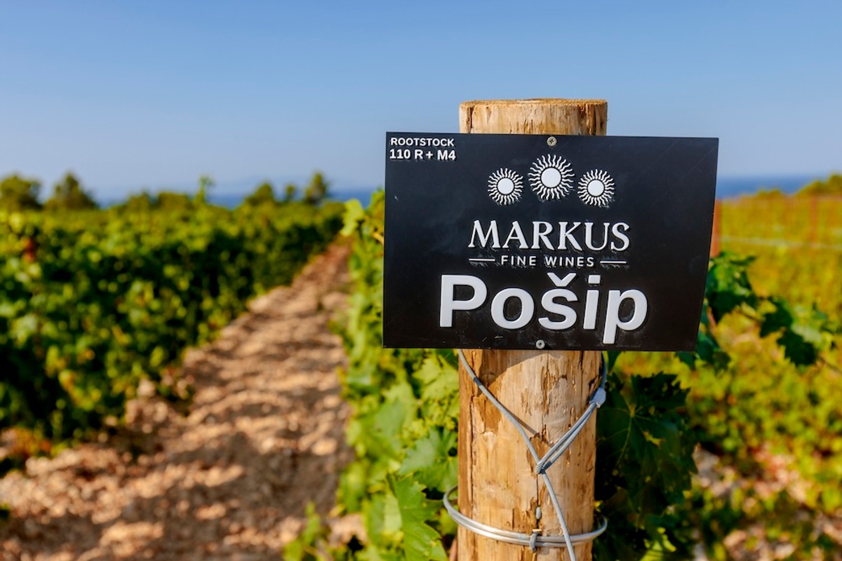 FOTO Vinarija Markus odradila je prvu berbu na Šolti: Kadrovi su impresivni