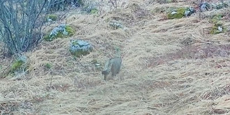 VIDEO Kamere na Svilaji zabilježile poseban prizor - prolazak divlje mačke