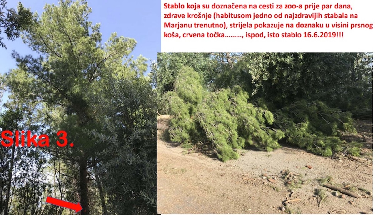 DR. SMODLAKA: Na Marjanu se nije ništa promijenilo samo se sada zatiranje zdravih borova odvija na puno podmukliji način