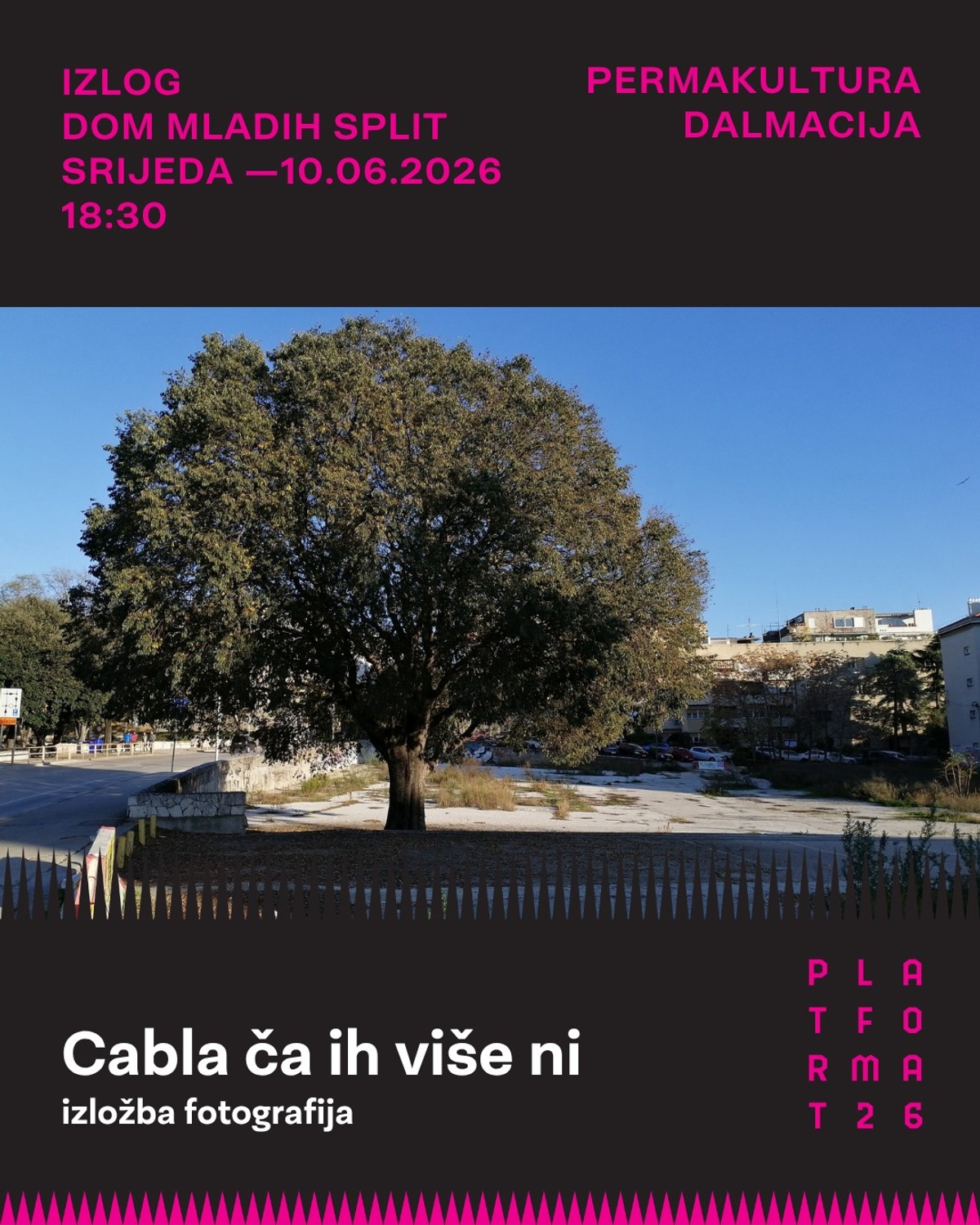 Permakultura Dalmacija organizira tri događanja posvećena zaštiti splitskih stabala i urbanog zelenila