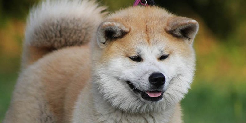 Ovo su vrste pasa koje ne laju