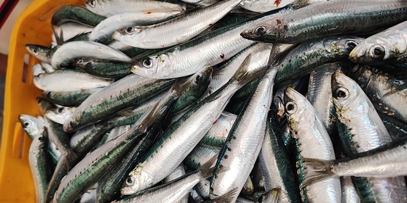 RECEPT Polpete od srdela u umaku