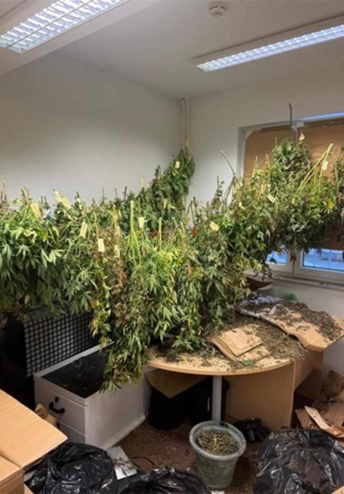 U Rogoznici uzgajao marihuanu, policija mu našla hrpu droge