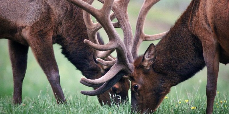 ZOMBIE DEER DISEASE Hrvatska stručnjakinja o bolesti koja jelene pretvara u zombije