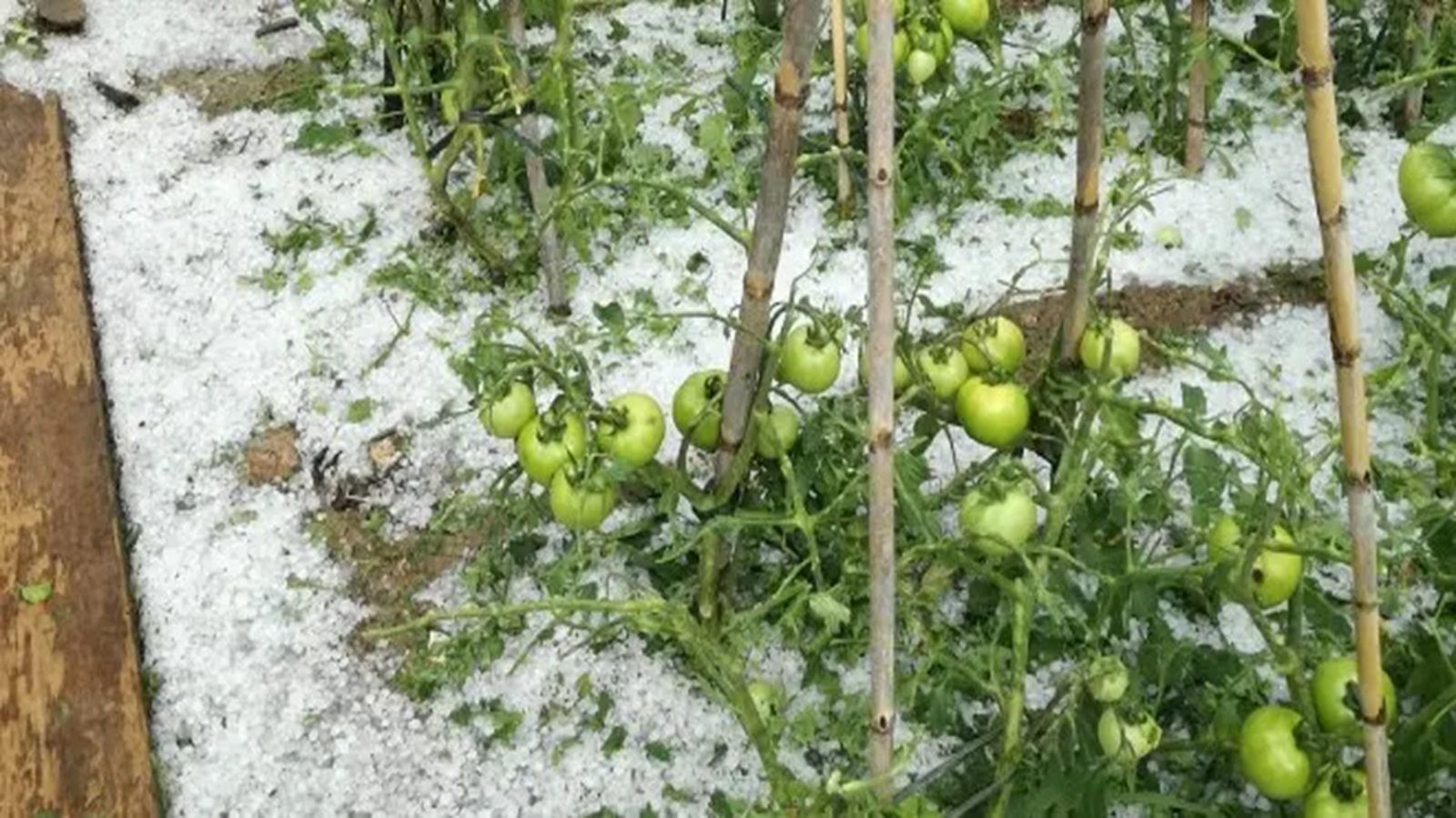 SINJ Prijavite štetu od tuče