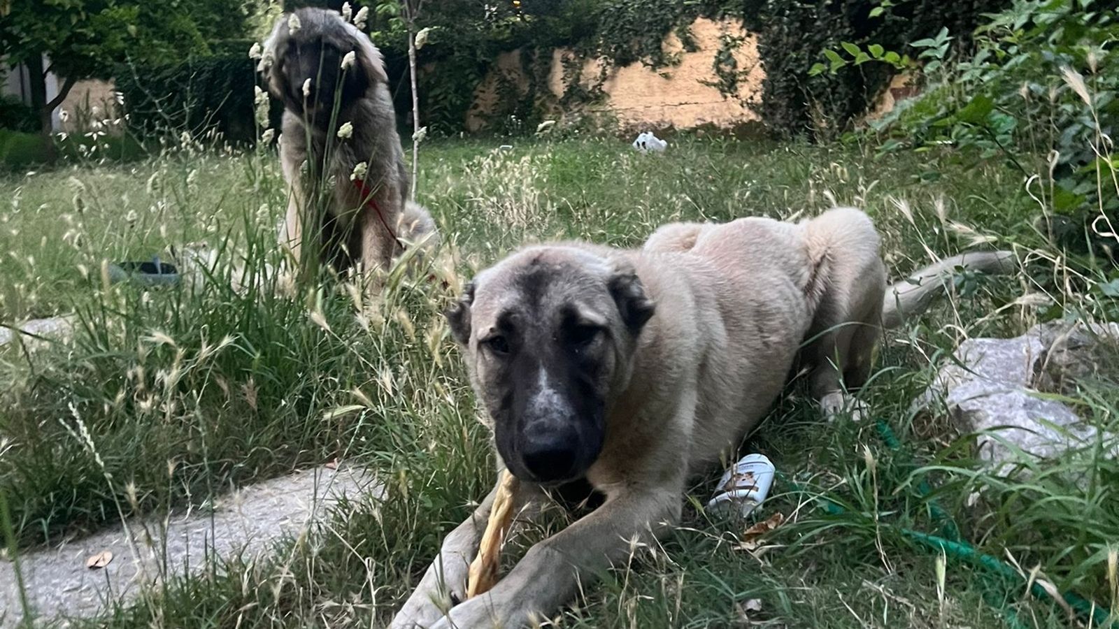 NAPUŠTENI UZ CESTU Dva mlada psa spašena u posljednji trenutak, sada hitno traže dom