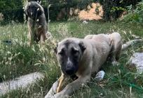 NAPUŠTENI UZ CESTU Dva mlada psa spašena u posljednji trenutak, sada hitno traže dom