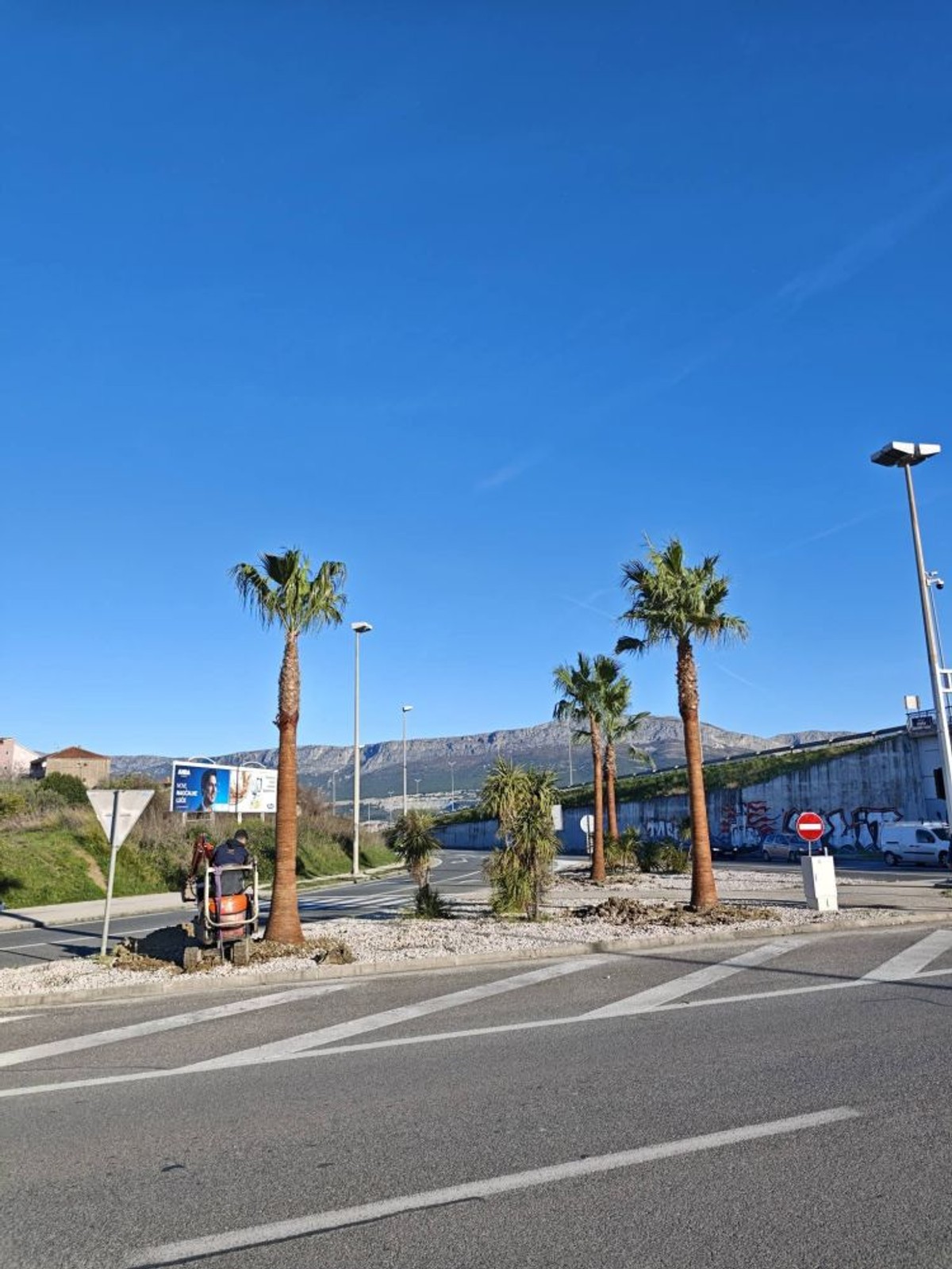 Sadnja palmi | foto: Parkovi i nasadi