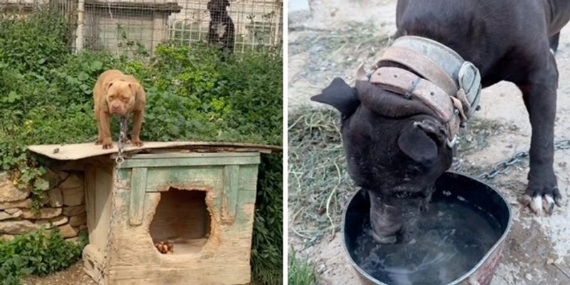 Splitski psihijatar držao par vukova i 67 pasa, uzgajao ih je za borbe: Iz koristoljublja teško zlostavljao životinje i nanosio im nepotrebnu bol