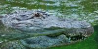 UŽAS U ENGLESKOJ Trogodišnji dječak bačen u jezero s krokodilima, liječnici se bore za njegov život