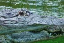 UŽAS U ENGLESKOJ Trogodišnji dječak bačen u jezero s krokodilima, liječnici se bore za njegov život