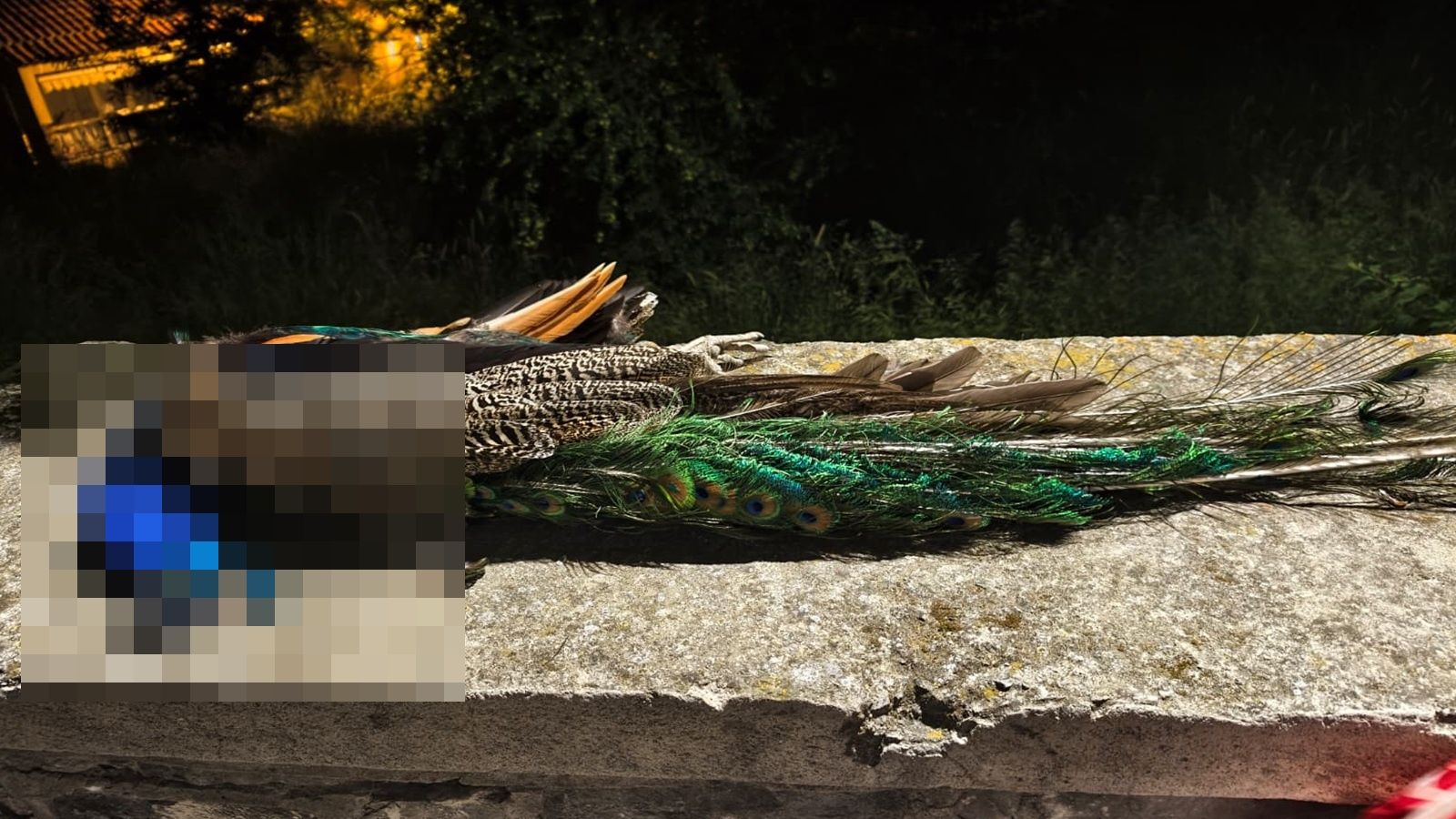 FOTO Splitski paunovi su žrtve jezivog zlostavljanja: Još jedan je večeras namjerno pregažen autom