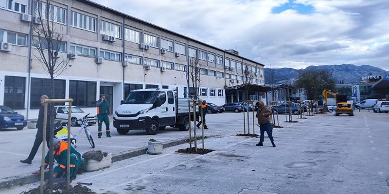 Parkovi i nasadi sade devet velelelisnih lipa na parkiralištu Sveučilišta