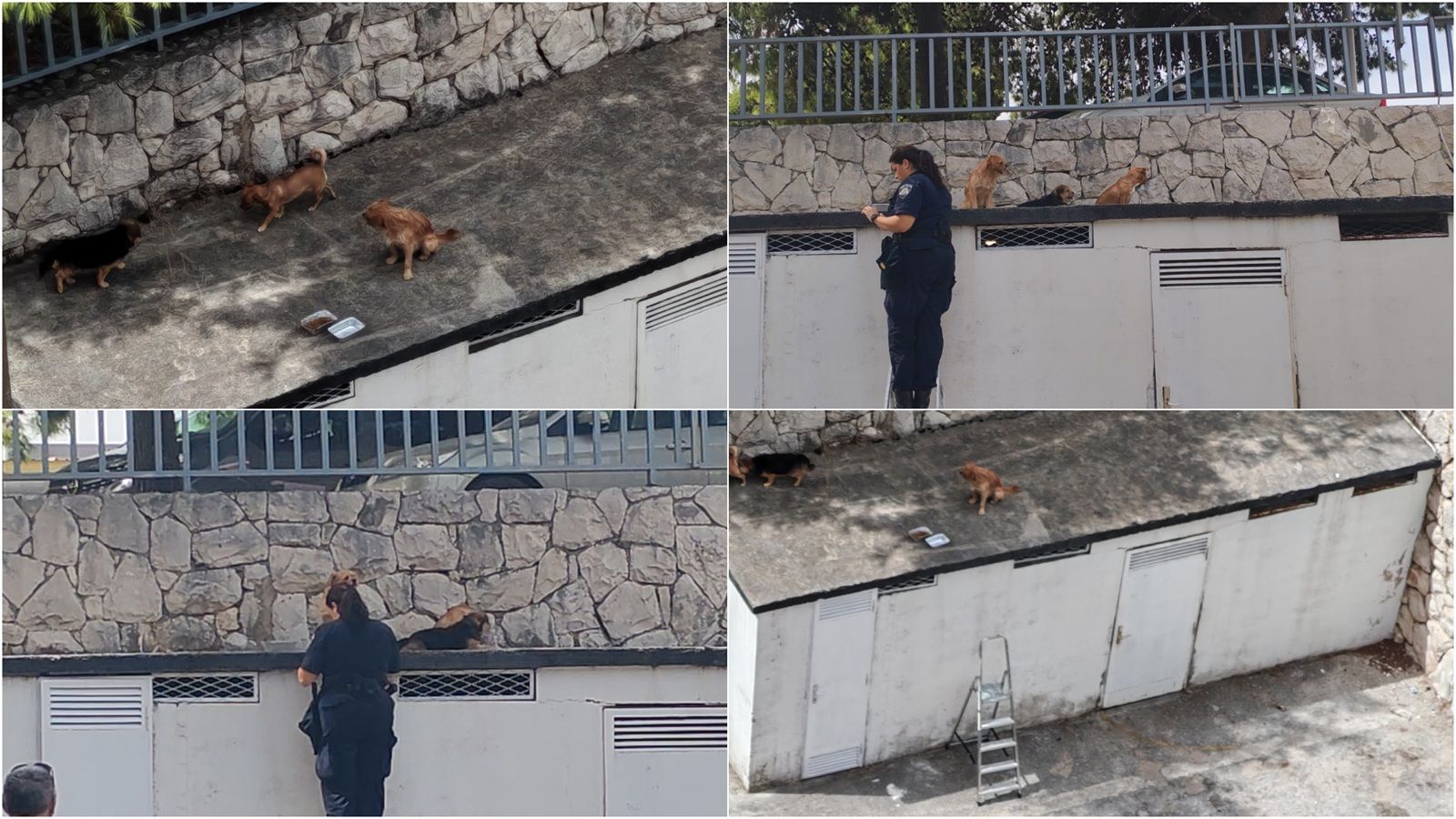 MONSTRUOZNO Nepoznat netko tri štenca je ostavio na krovu zgrade u Splitu