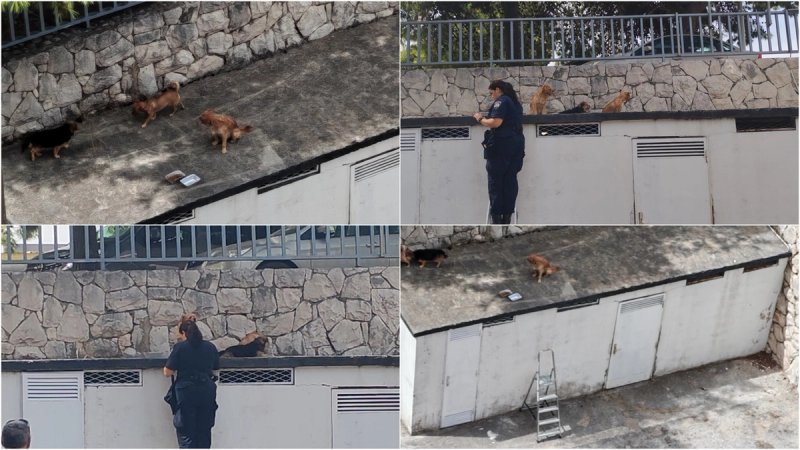 MONSTRUOZNO Nepoznat netko tri štenca je ostavio na krovu zgrade u Splitu