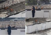 MONSTRUOZNO Nepoznat netko tri štenca je ostavio na krovu zgrade u Splitu