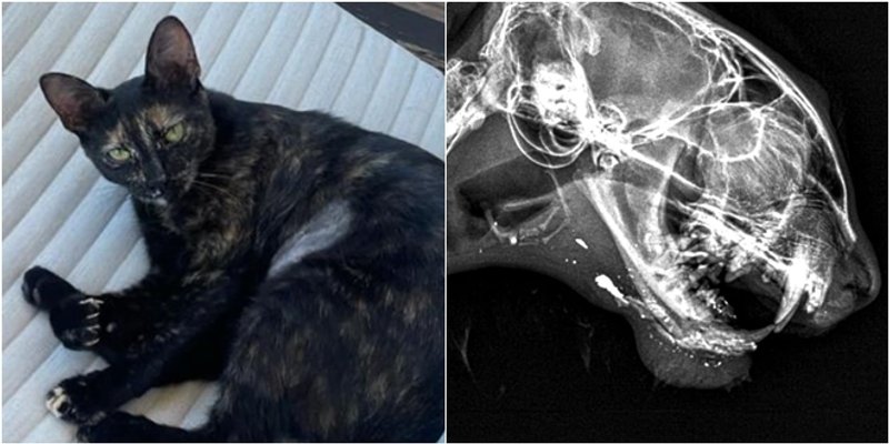 UŽAS NA HVARU Macu upucali iz zračne puške, sve prijavljeno policiji