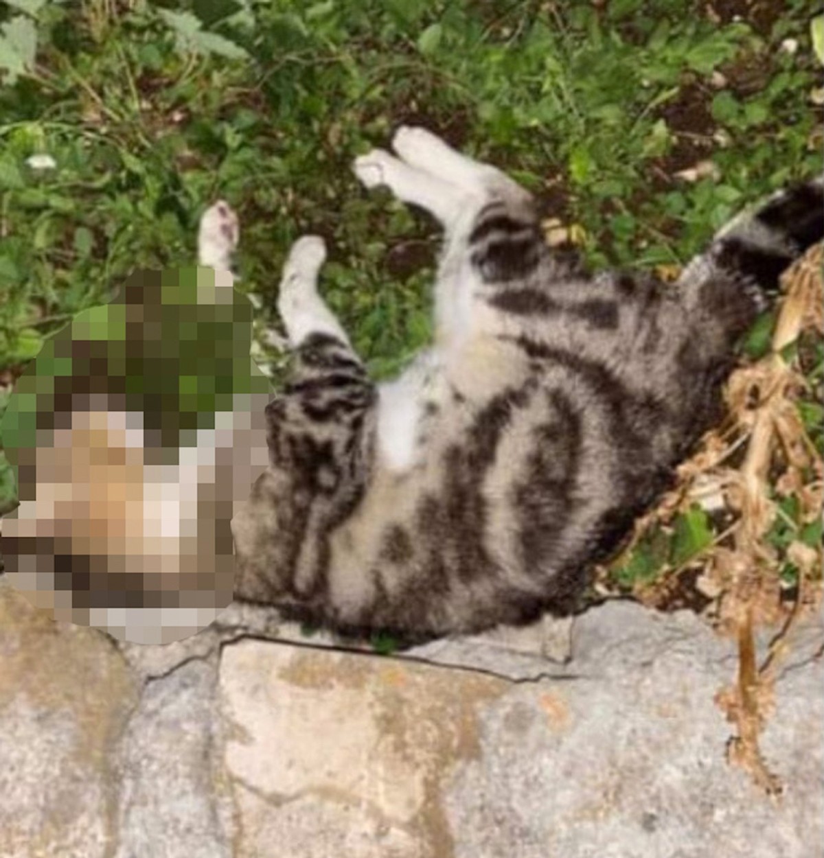 Otrovane mačke na Braču