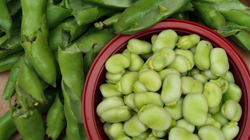 NASTAVLJA SE TRADICIJA Počele prijave na novu Feštu o' boba