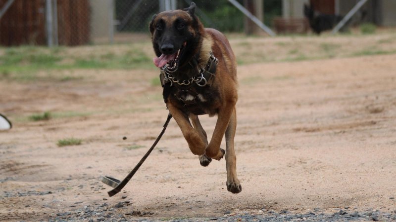 Pas s ulice ušao u dvorište i ugrizao dijete