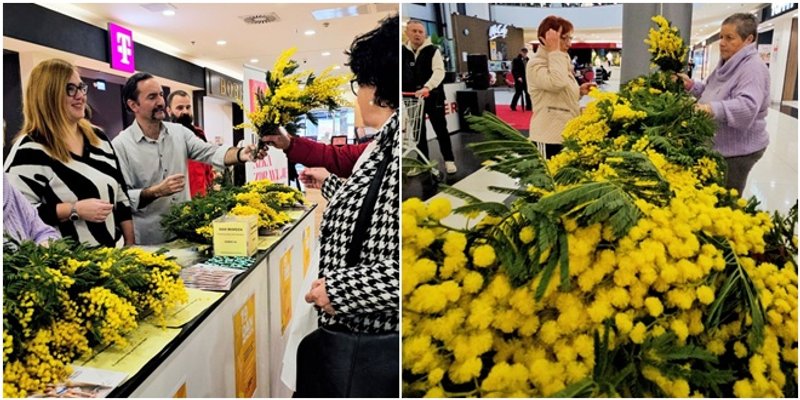 SPLIT OBILJEŽIO DAN MIMOZA 'Godišnje u Hrvatskoj oboli oko 300 žena od raka vrata maternice, više od 100 ih izgubi život'