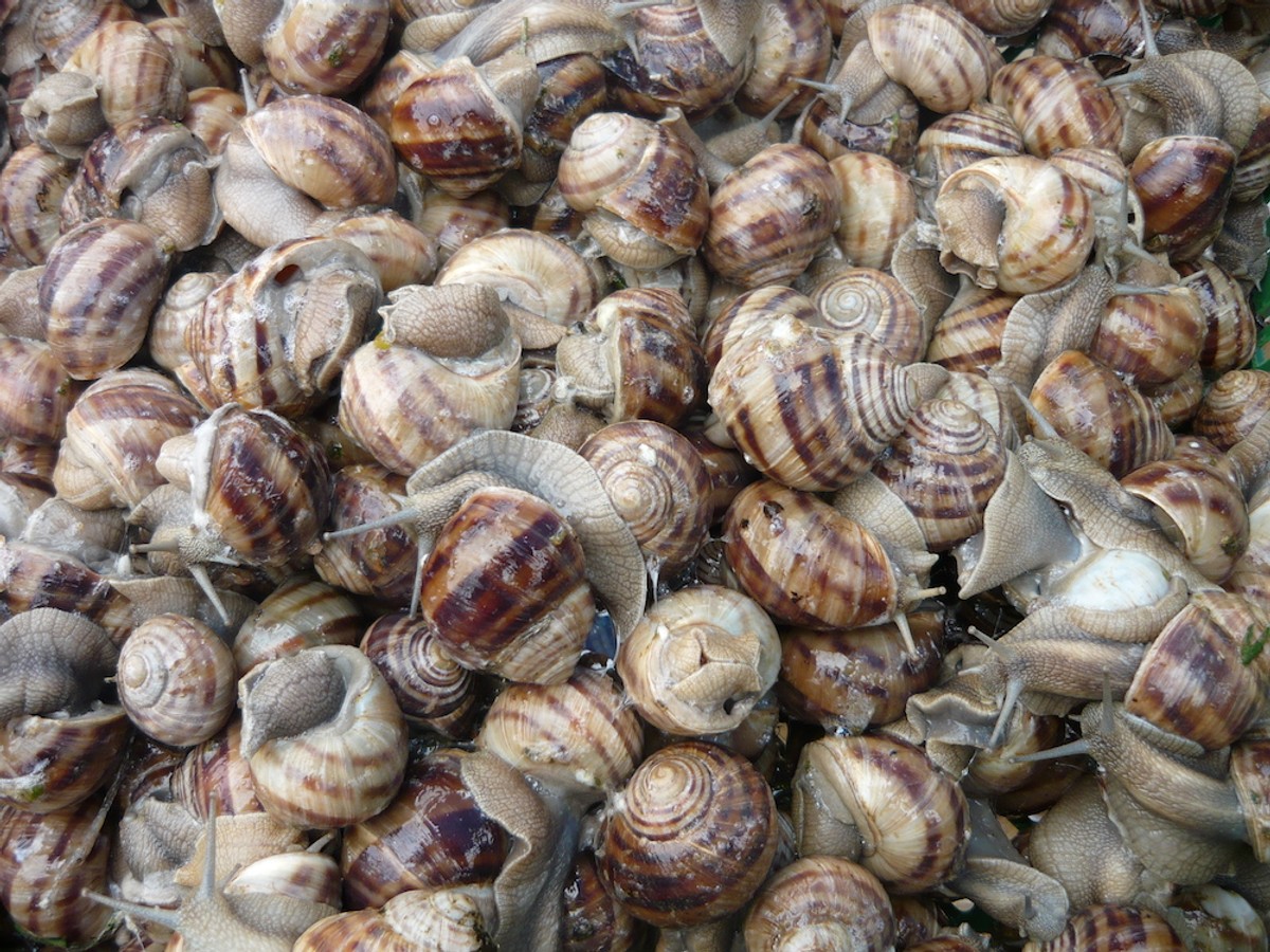 DALMATINSKA KUŽINA: Špuži na gradelan