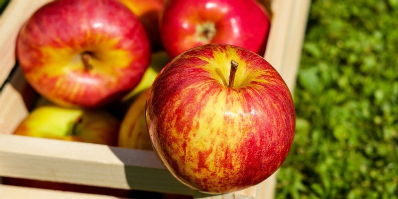 TRADICIJA Vukovarske jabuke i ove godine stižu u Dubrovnik
