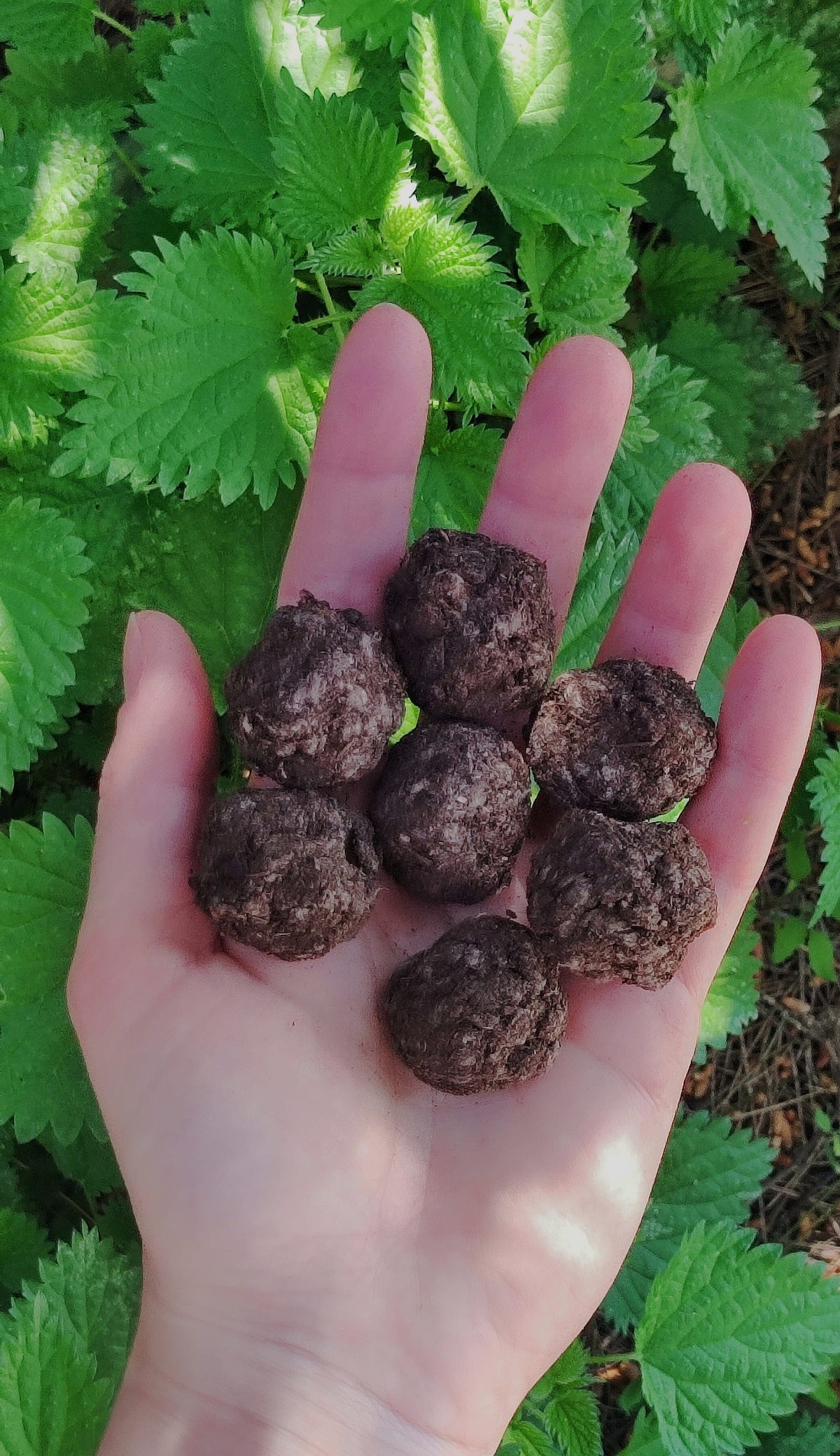 Dan planeta Zemlje obilježava se u Makarskoj, dijelit će se sadnice