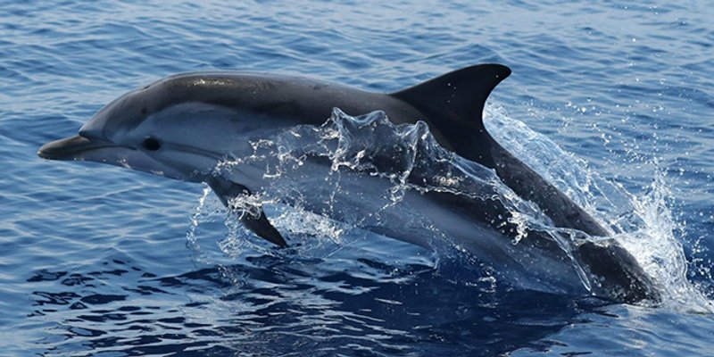 Ekolog: 3000 dupina uginulo je u Crnom moru od početka ruske invazije