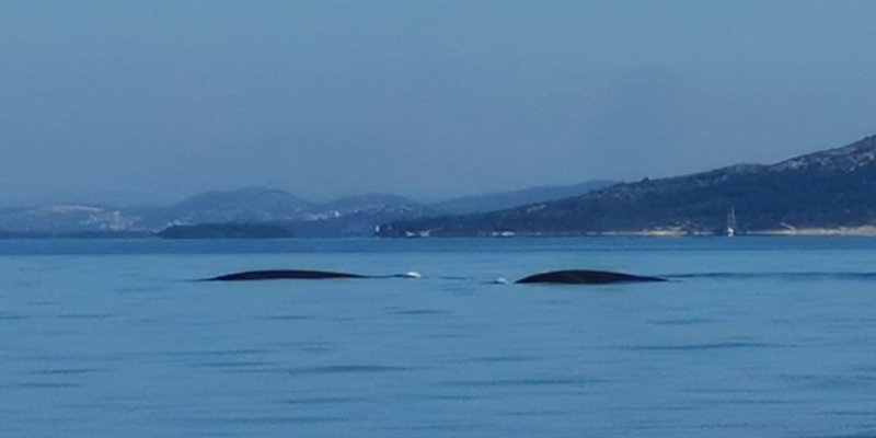 VIDEO: Splićani danas snimili kitove, pogledajte prekrasne prizore s pučine!