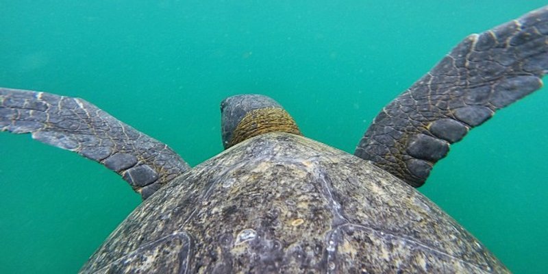 Prilov ugrožava opstanak morskih kornjača i drugih ugroženih vrsta