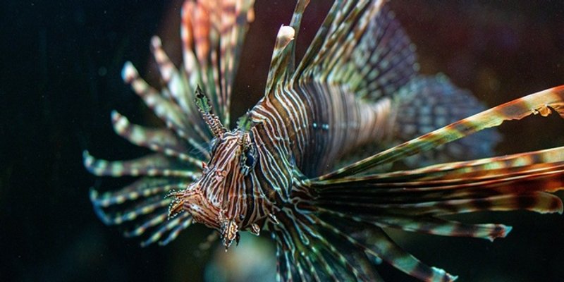 OPASNA I UKUSNA Stručnjaci potiču izlov ribe pauna