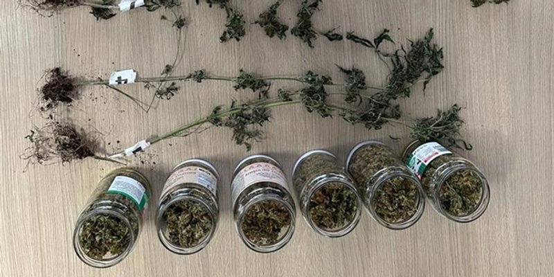 Kninska policija pronašla više od dva kilograma marihuane, stabljike marihuane, oružje i streljivo