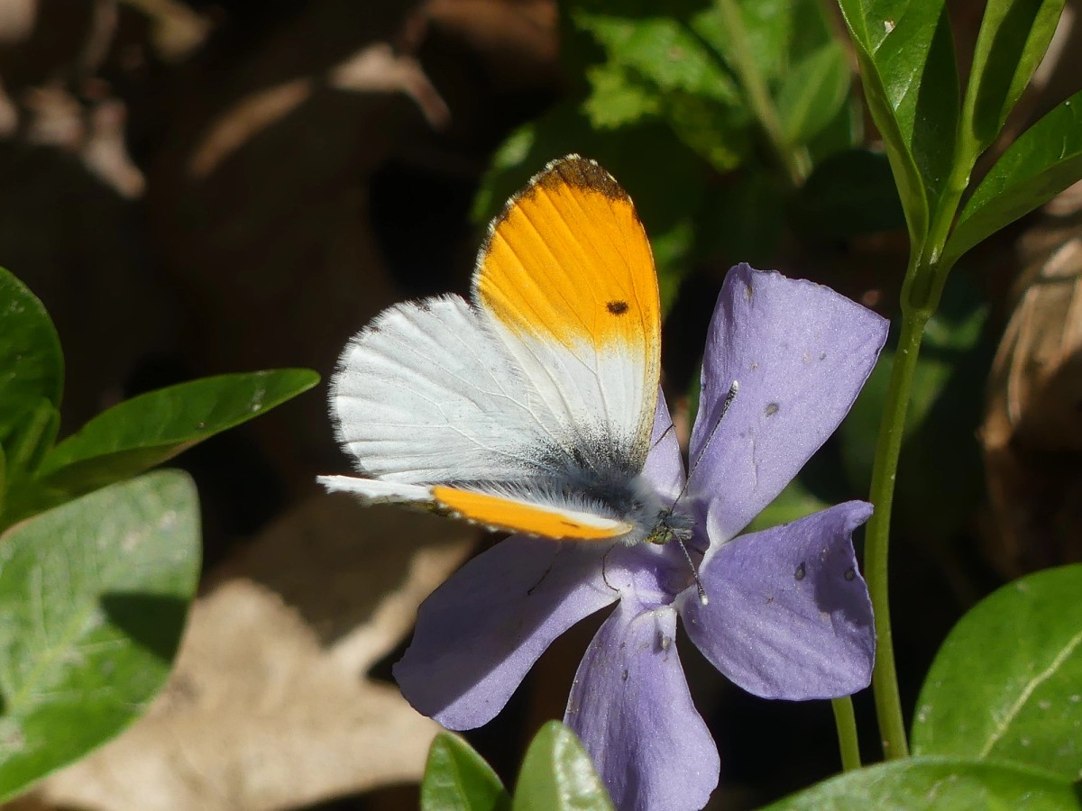 Udruga Biom otvorila fotografski natječaj 'Bioraznolikost u fokusu'