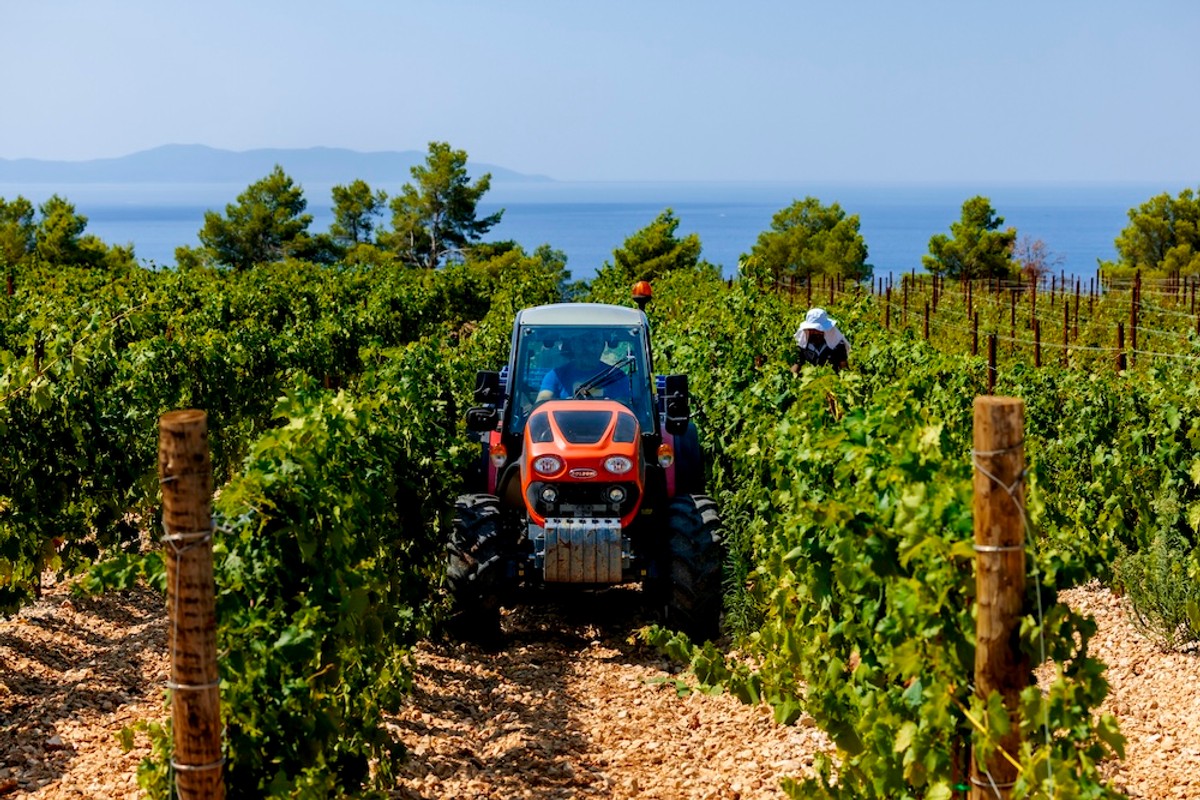 FOTO Vinarija Markus odradila je prvu berbu na Šolti: Kadrovi su impresivni