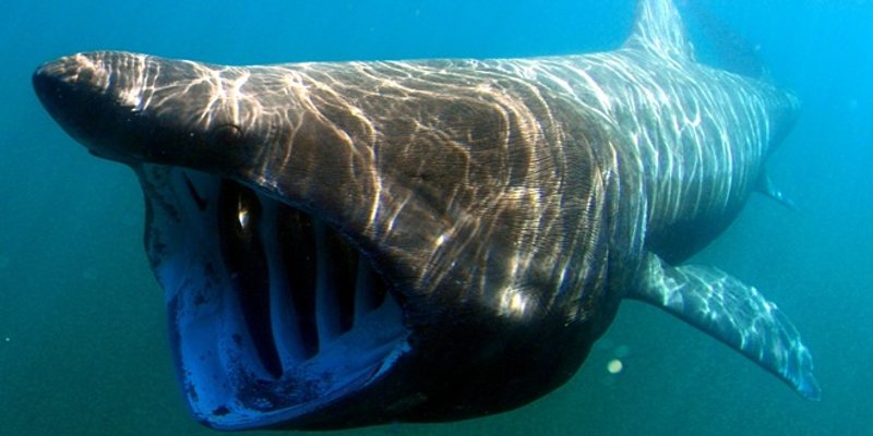 Morski pas koji je snimljen u Jadranu 'ne jede ljude'