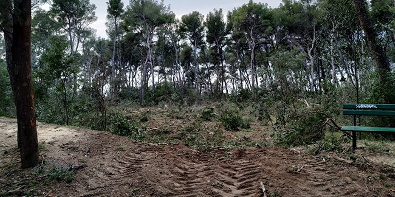 POTVRĐENO DALMATINSKOM PORTALU: Da, istina je, na Marjanu se obaraju i zdrava stabla i radi se bez ikakvog elaborata!
