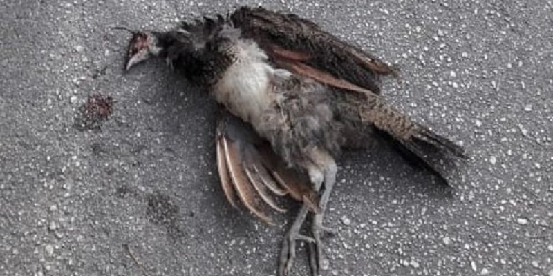 NAMJERNO ZGAŽENI? Nastradalo više paunova u nekoliko dana