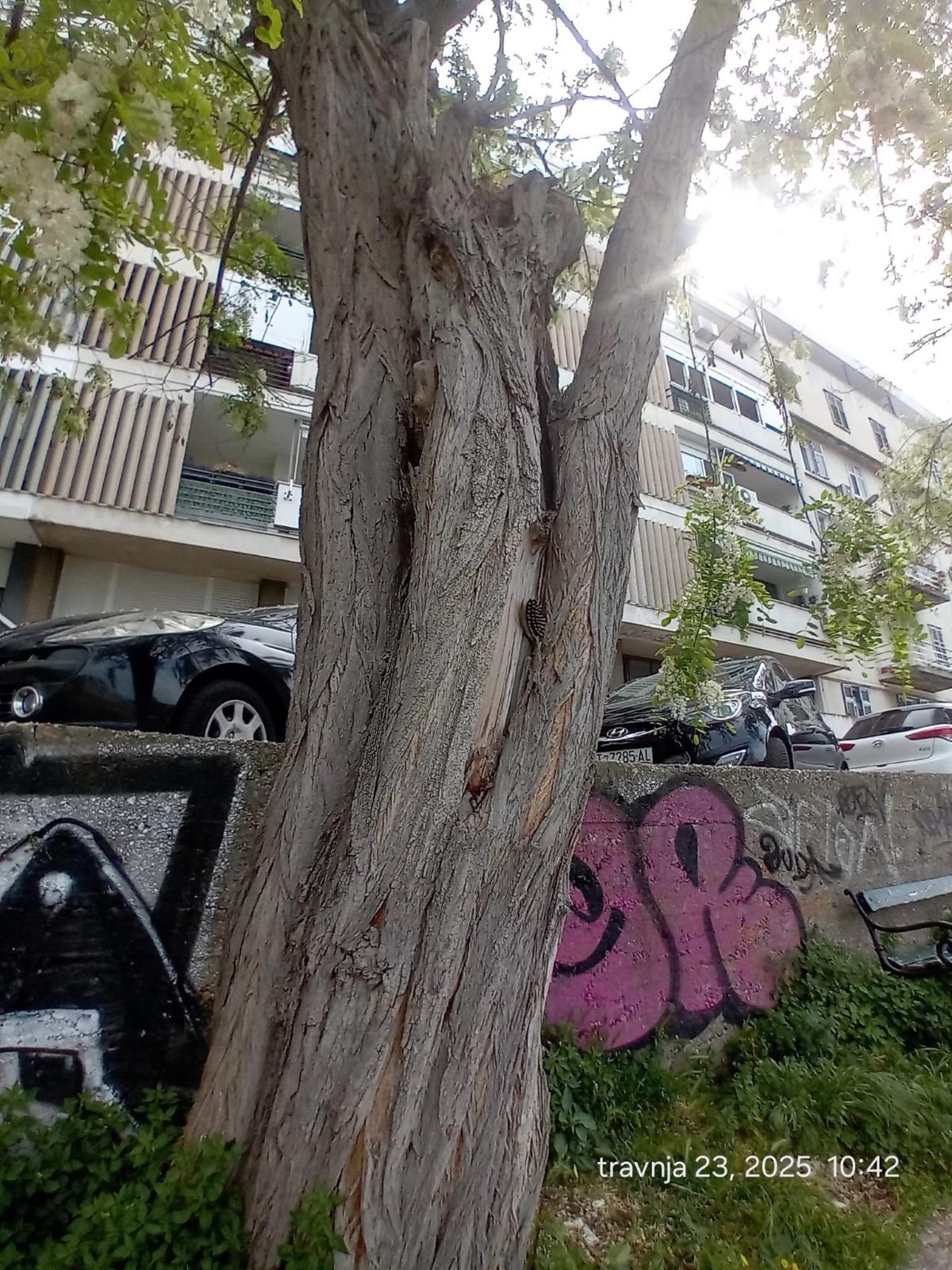 Uklanjanje potencijalno opasnog drvoreda u Splitu, ulica se zatvara za promet